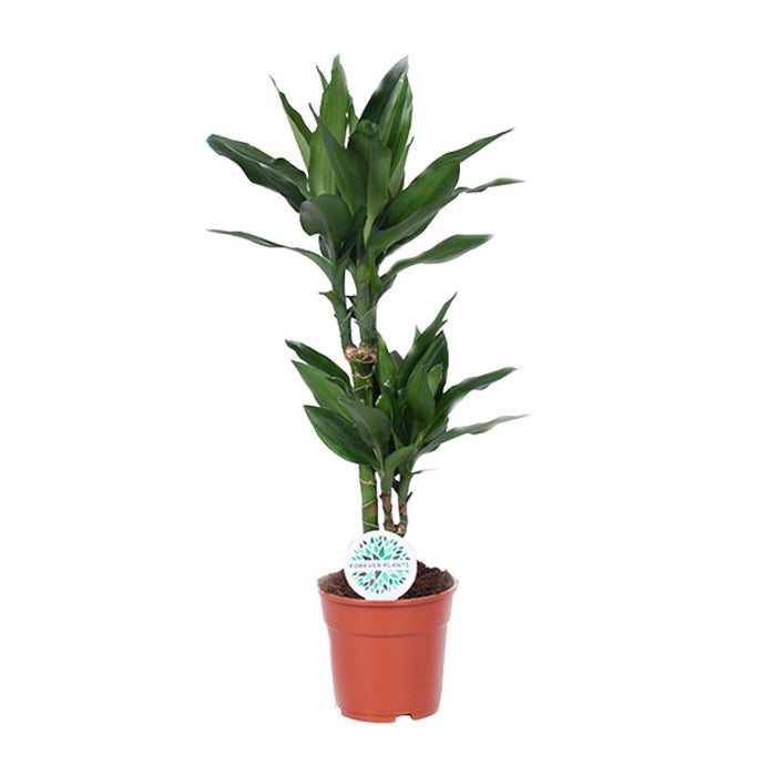 dracaena-janet-lind-o17cm-↕70cm