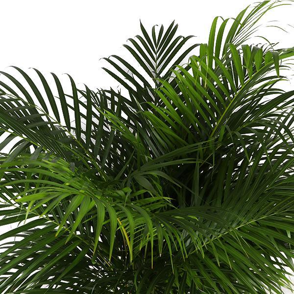 dypsis-lutescens-areca-palm-o27cm-↕160cm-in-boule-wit-pot