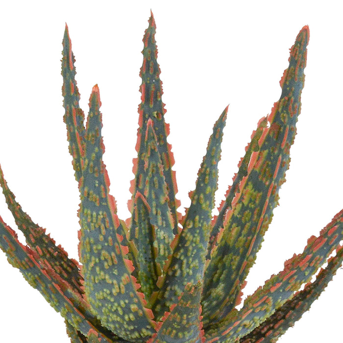 aloe-zebrina-dannyz-10-5cm-in-witte-pot