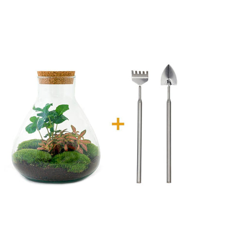 diy-terrarium-sammie-coffea-↕-27-cm-rake-shovel