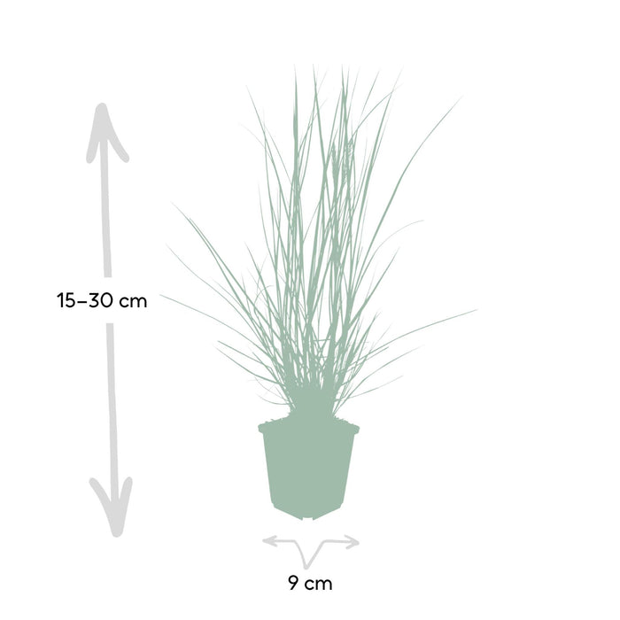 6x-pennisetum-alopecuroides-hameln-↕10-25cm-o9cm