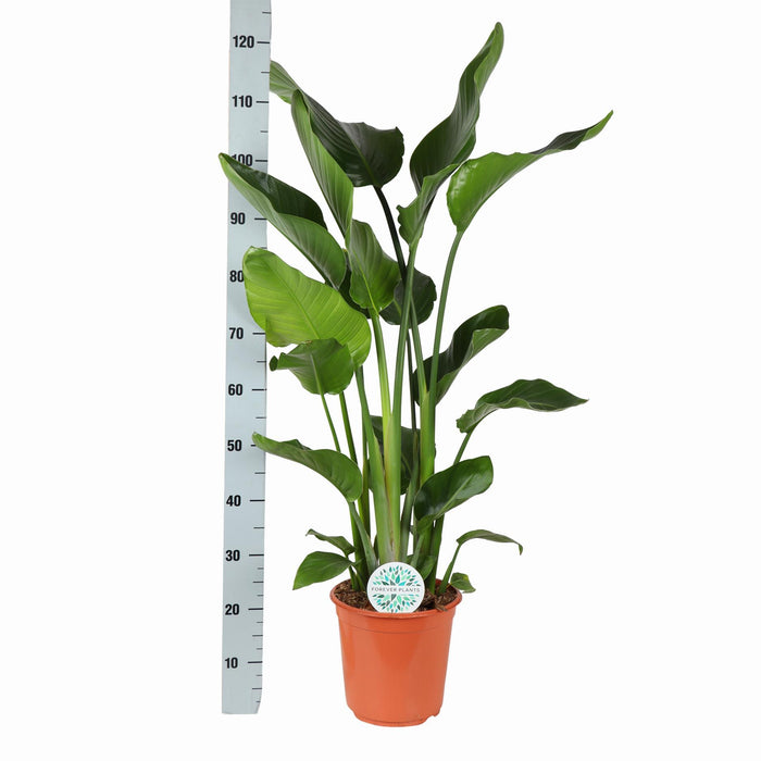 strelitzia-nicolai-o24cm-↕120cm-in-boule-antraciet-pot