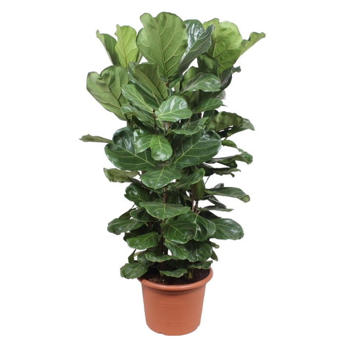 ficus-lyrata-struik-xl-180-cm-o45