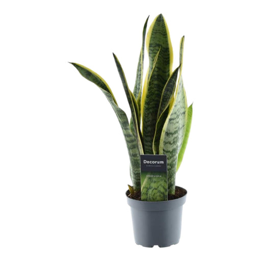 sansevieria-laurentii-45-cm-o12