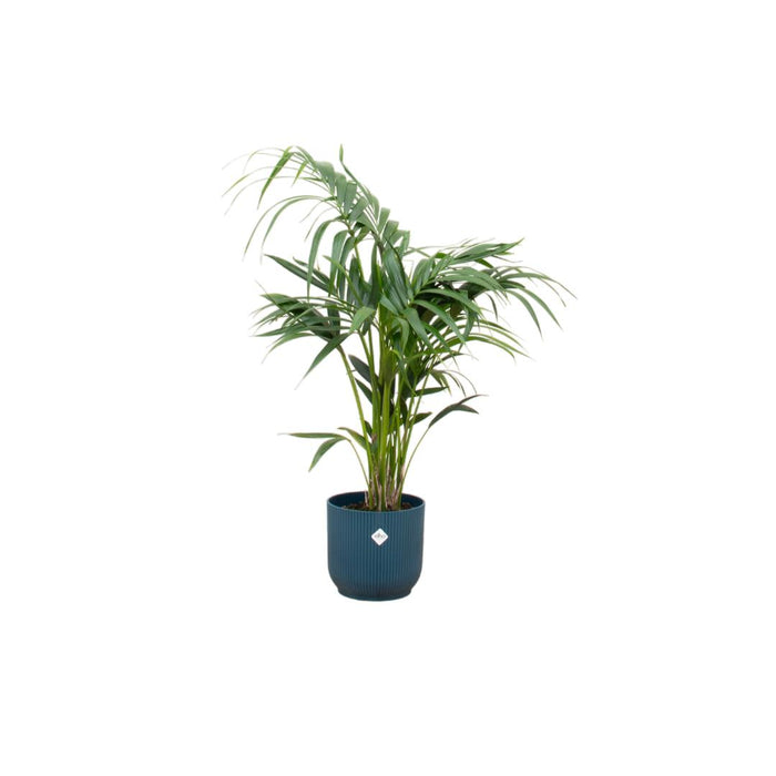 combi-deal-kentia-palm-inclusief-elho-vibes-fold-round-blauw-o25-130-cm