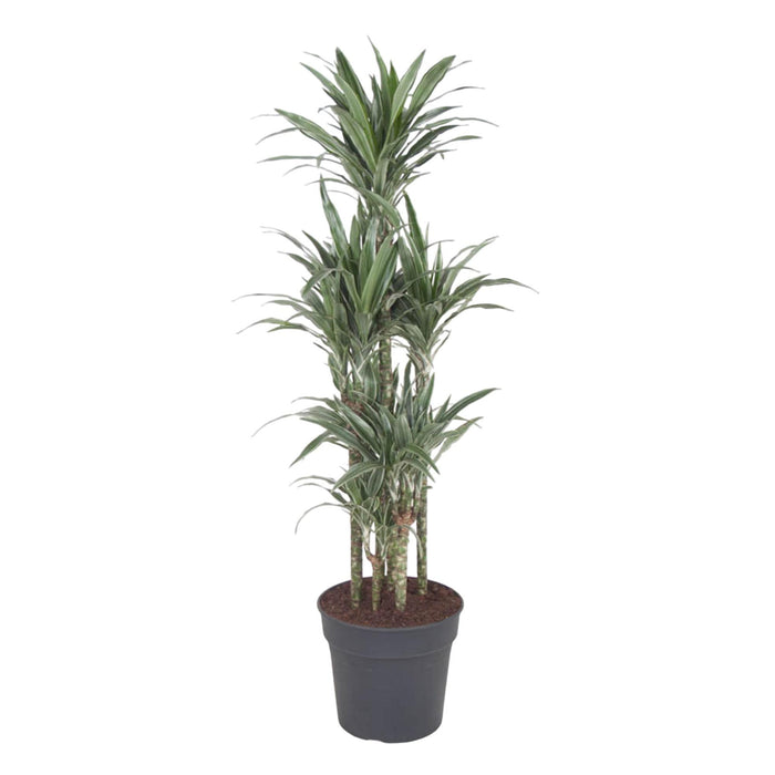 dracaena-warneckei-carrousel-140-cm-o31