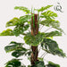 monstera-deliciosa-kunstplant-150-cm