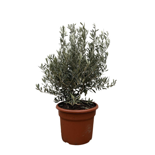 olea-europaea-struik-130cm-o35