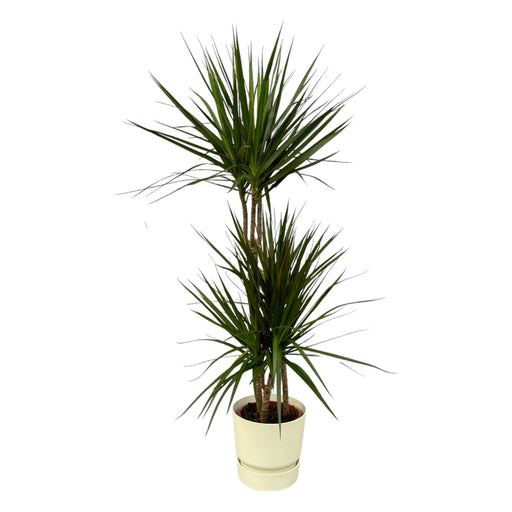 dracaena-marginata-120cm-o21cm-inclusief-elho-greenville-round-wit-d24xh23