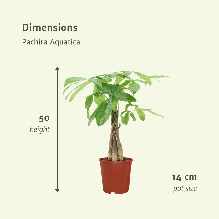 2x-pachira-aquatica-geldboom-50cm-o14