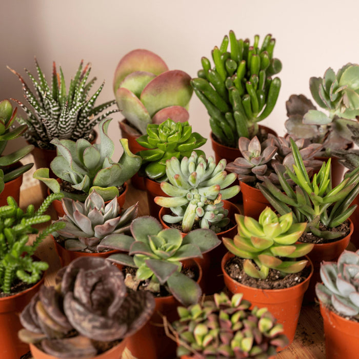 succulenten-mix-20-stuks-7-cm-o5-5