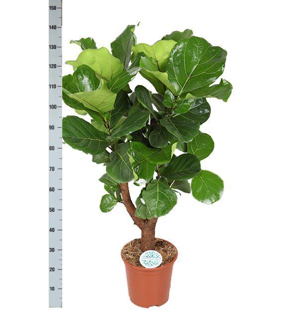 ficus-lyrata-vertakt-o27cm-↕130cm-in-boule-antraciet-pot