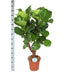 ficus-lyrata-vertakt-o27cm-↕130cm-in-boule-antraciet-pot