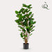 kunstplant-polyscias-aralia-105-cm