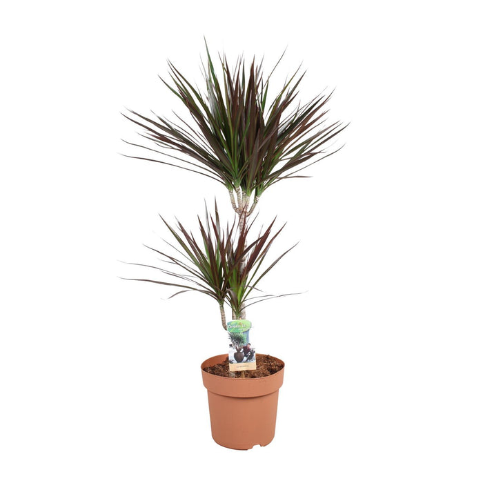 dracaena-magenta-45-15-o21cm-↕90cm