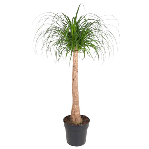 beaucarnea-stam-130-cm-o32