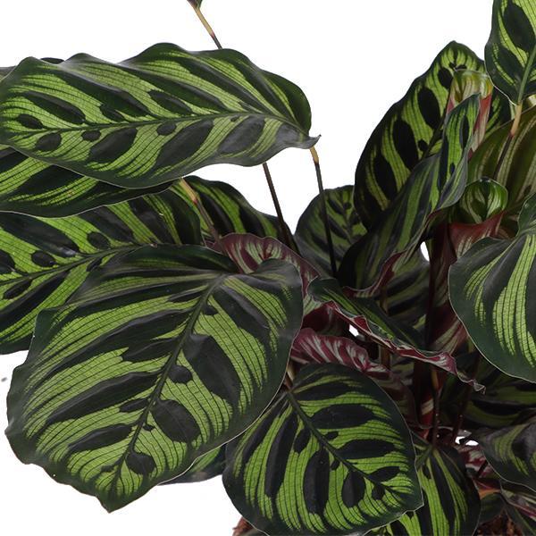 calathea-makoyana-o21cm-↕70cm-in-vibes-roze-pot