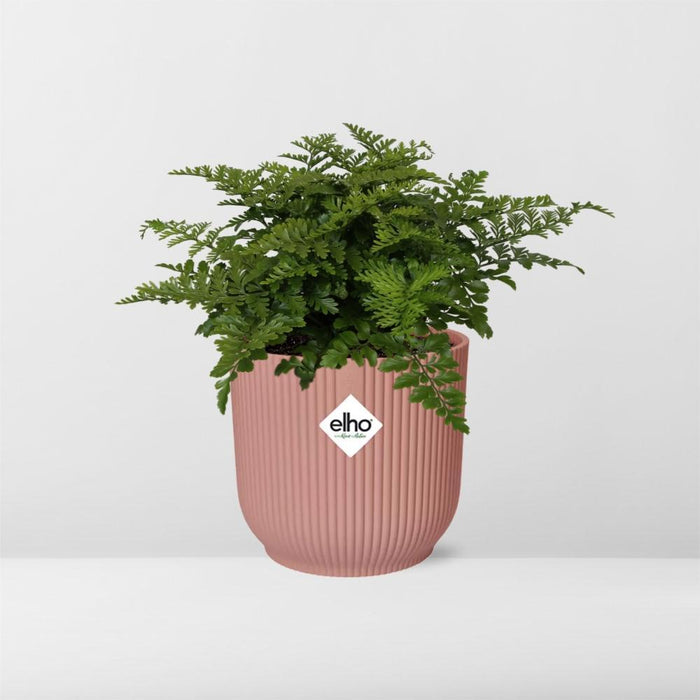 asplenium-parvati-in-elho-vibes-fold-14cm-roze