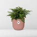 asplenium-parvati-in-elho-vibes-fold-14cm-roze