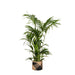 kentia-palm-o27cm-↕160cm-in-albury-black-print-mand