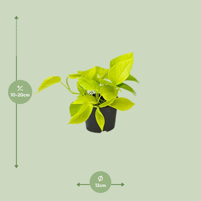 epipremnum-golden-pothos-o12-15cm