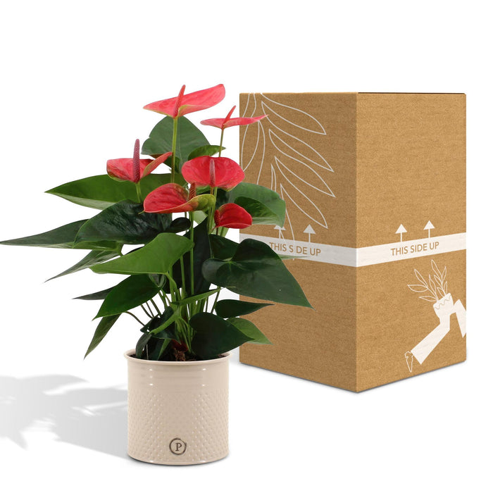 anthurium-andreanum-sweet-dream-incl-pure-zink-45cm-o12