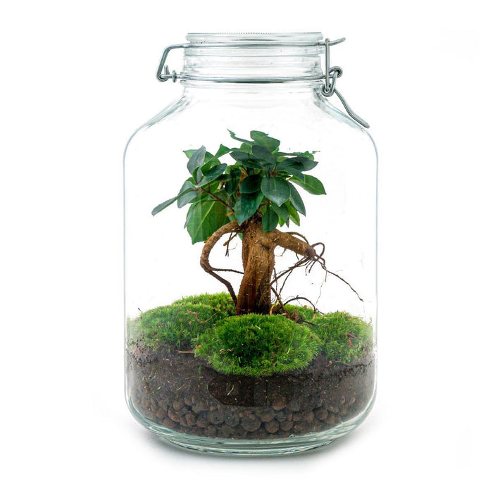 diy-terrarium-ficus-ginseng-bonsai-↕-28-cm-rake-shovel