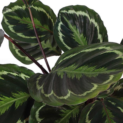 calathea-medaillon-o21cm-↕70cm-in-albury-black-print-mand