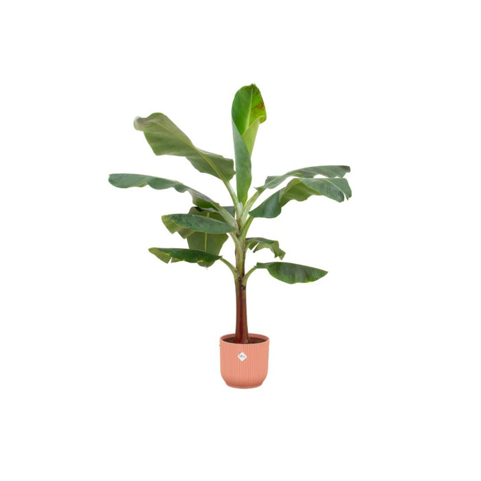 combi-deal-bananenplant-musa-inclusief-elho-vibes-fold-round-roze-o22-120-cm