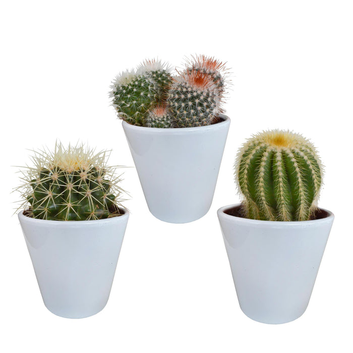 bolcactus-mix-8-5-cm-3-stuks-in-witte-pot