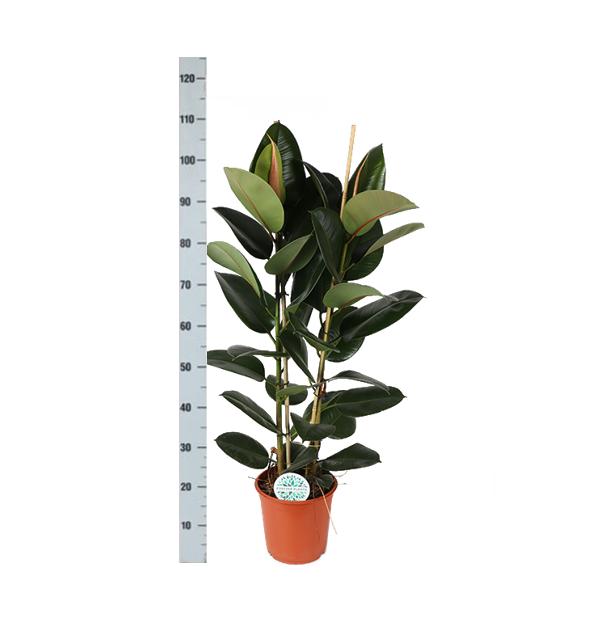 ficus-elastica-robusta-o24cm-↕110cm-in-boule-wit-pot