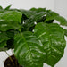 2x-coffea-arabica-koffieplant-25cm-o12