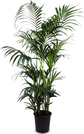 kentia-palm-o27cm-↕160cm