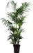 kentia-palm-o27cm-↕160cm