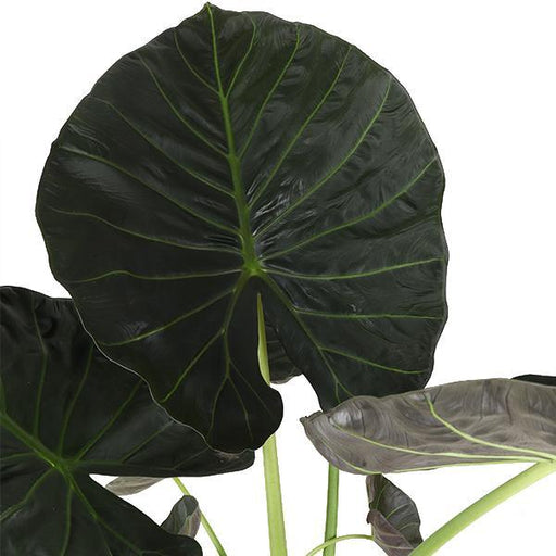 alocasia-regal-shield-o24cm-↕110cm-in-boule-antraciet-pot