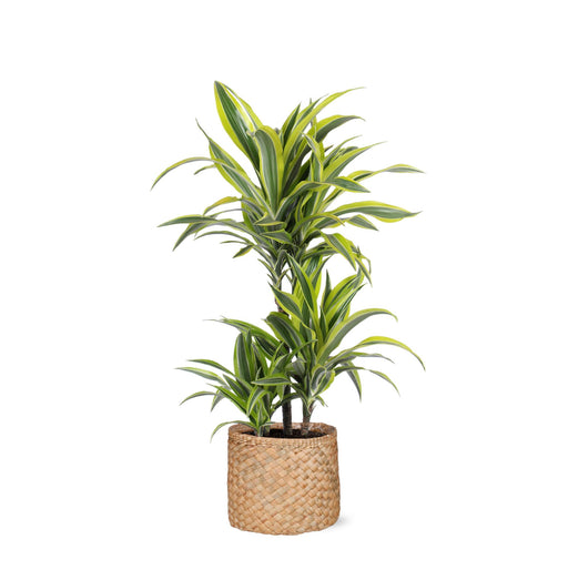 dracaena-lemon-lime-o21cm-↕65cm-in-albury-natural-mand