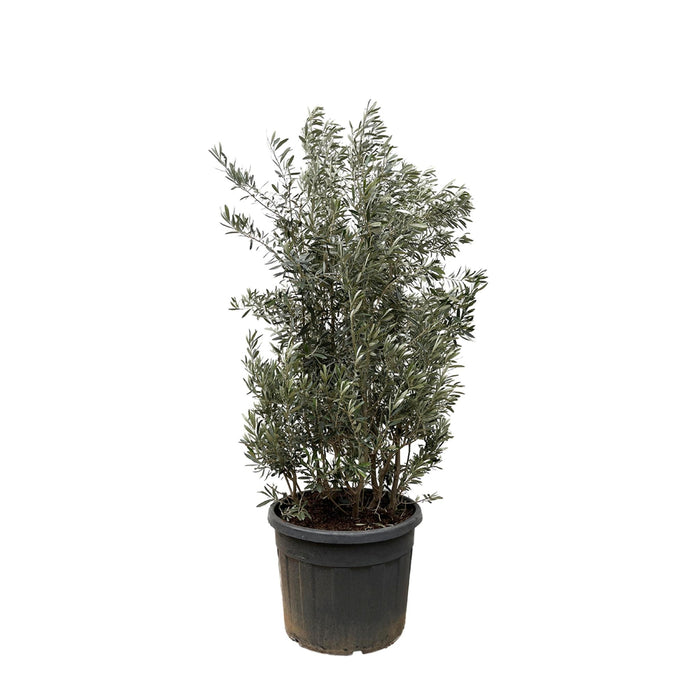 olea-europaea-struik-225cm-o50