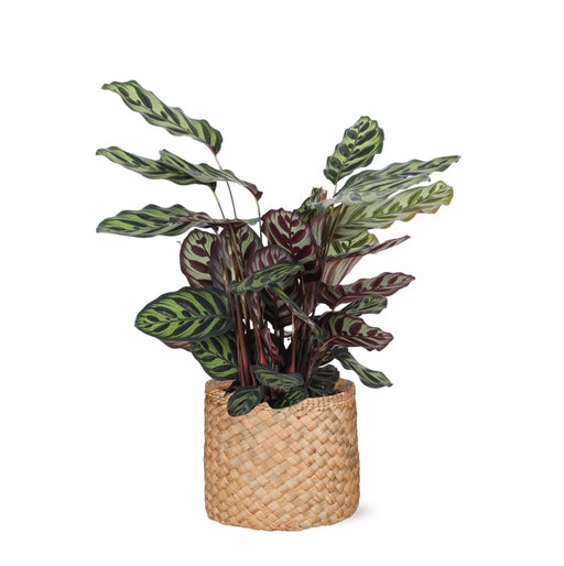 calathea-makoyana-o21cm-↕70cm-in-albury-natural-mand