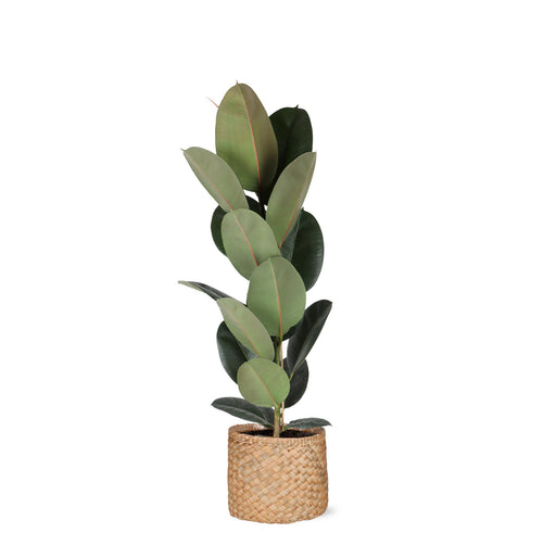 ficus-elastica-robusta-o21cm-↕90cm-in-albury-natural-mand