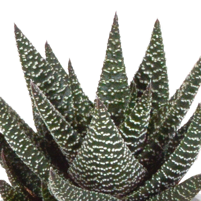 gasteria-haworthia-mix-8-5cm-3x-in-mexicaanse-pot