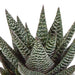 gasteria-haworthia-mix-8-5cm-3x-in-mexicaanse-pot