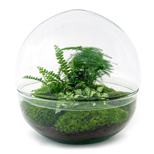 diy-terrarium-dome-xl-↕-30-cm-normal