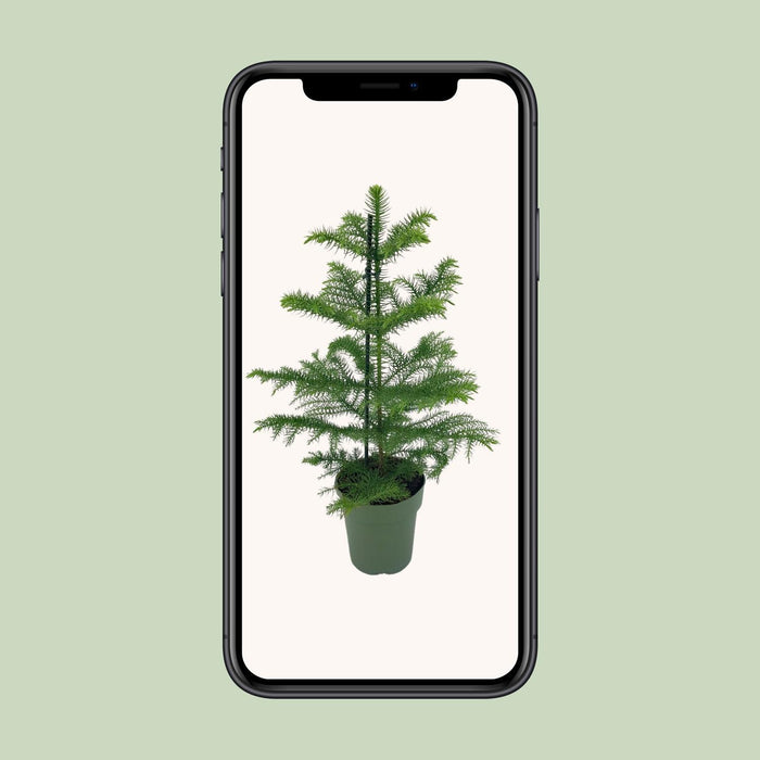 araucaria-heterophylla-o14-40cm