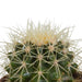 bolcactus-mix-8-5-cm-3-stuks-in-mexicaanse-pot