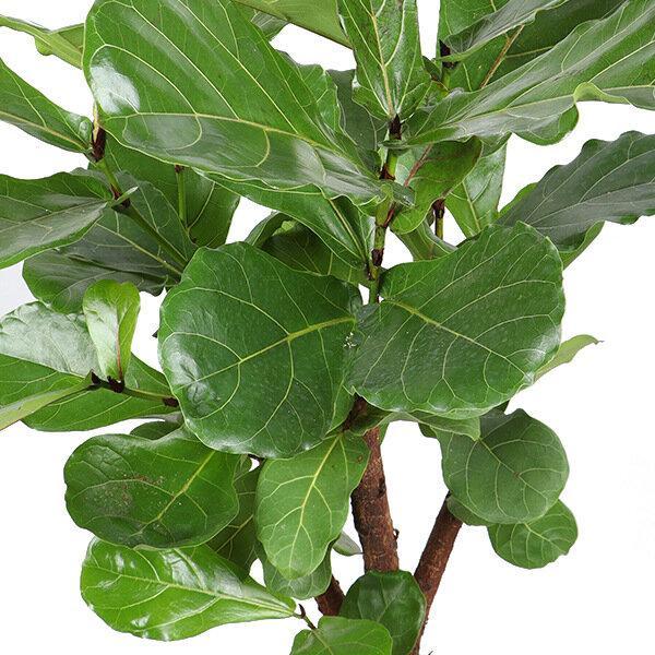 ficus-lyrata-vertakt-o27cm-↕130cm-o27cm-↕140cm