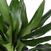 dracaena-janet-lind-o21cm-↕90cm-in-vibes-blue-pot