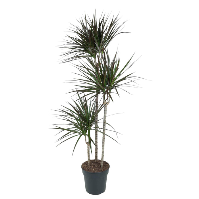 dracaena-magenta-150-cm-o24