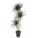 dracaena-magenta-150-cm-o24