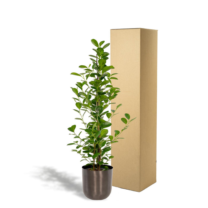 ficus-microcarpa-moclame-95cm-o21cm-pot-mayk-lead