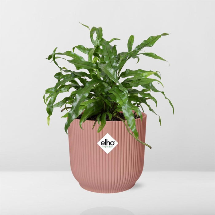 microsorum-diversifolium-in-elho-vibes-fold-14cm-roze